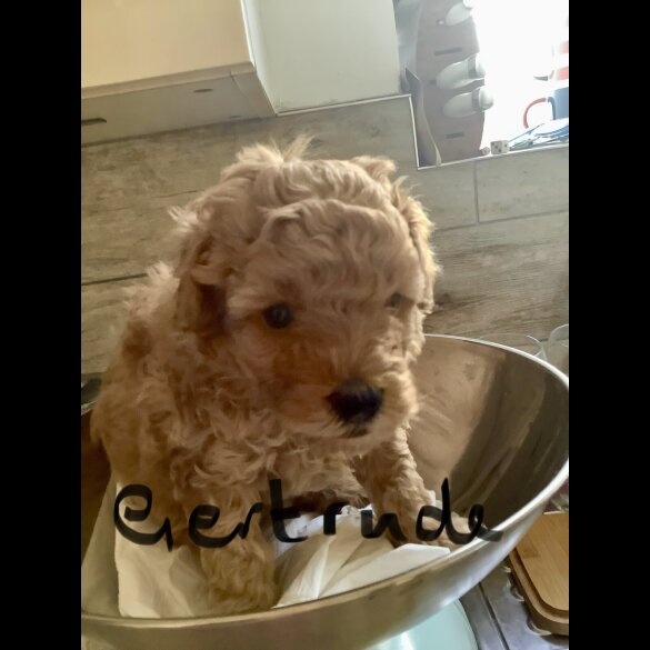 Toy Poodle - Both