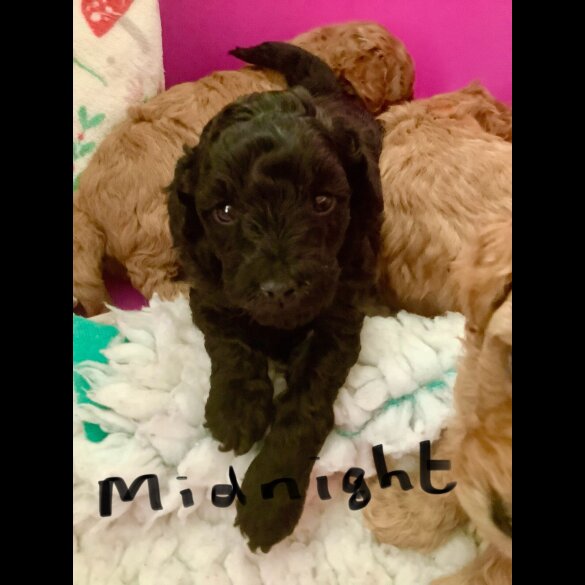 Toy Poodle - Both