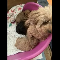Toy Poodle - Both