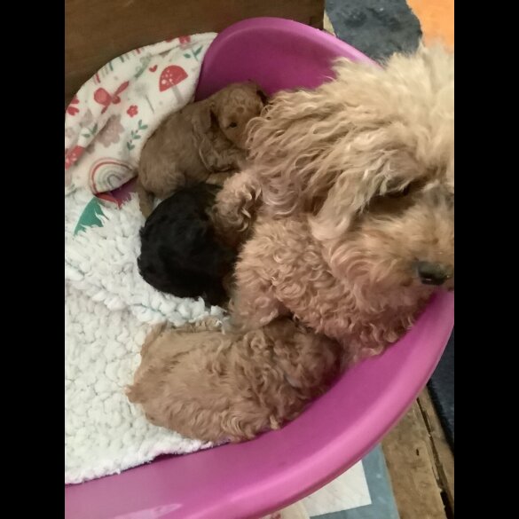Toy Poodle - Both