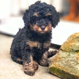 Toy Poodle - Both