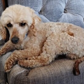 Toy Poodle