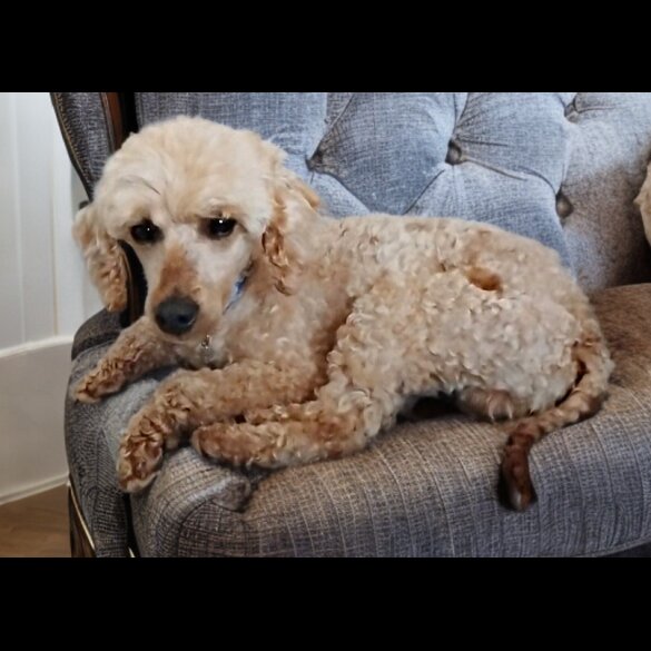Toy Poodle