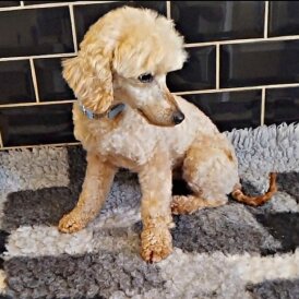 Toy Poodle