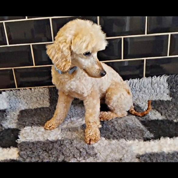 Toy Poodle