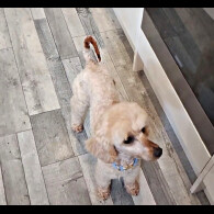 Toy Poodle