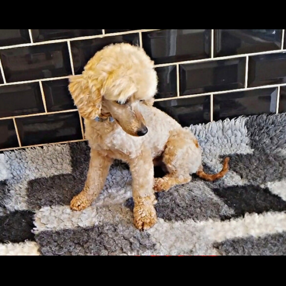 Toy Poodle