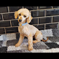 Toy Poodle