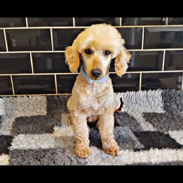 Toy Poodle