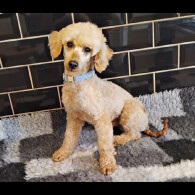 Toy Poodle