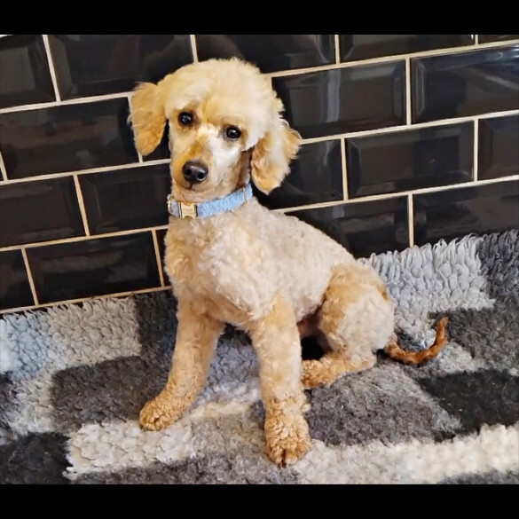 Toy Poodle