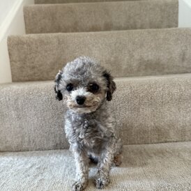 Toy Poodle
