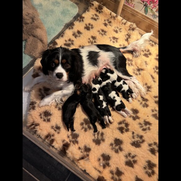 Cavalier King Charles Spaniel - Both