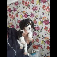 Cavalier King Charles Spaniel - Both