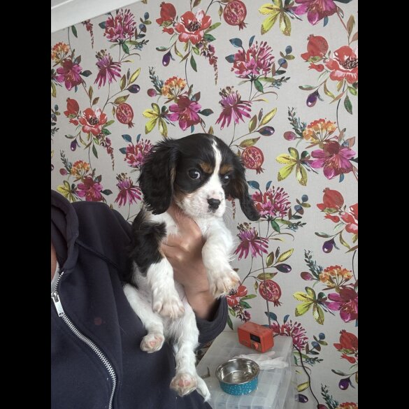 Cavalier King Charles Spaniel - Both