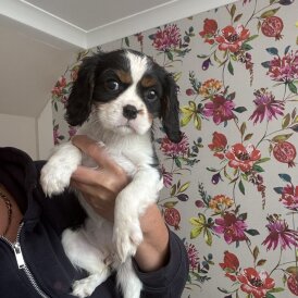 Cavalier King Charles Spaniel - Both