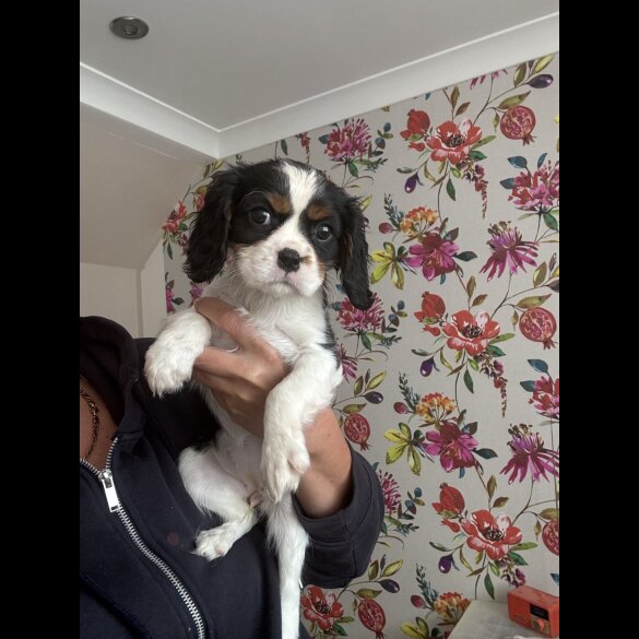 Cavalier King Charles Spaniel - Both