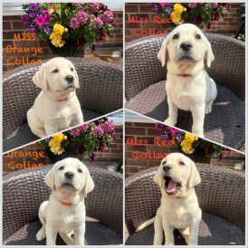 Labrador Retriever - Bitches