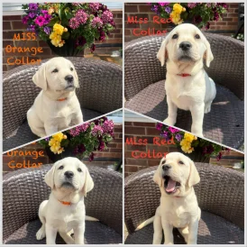 Labrador Retriever - Bitches
