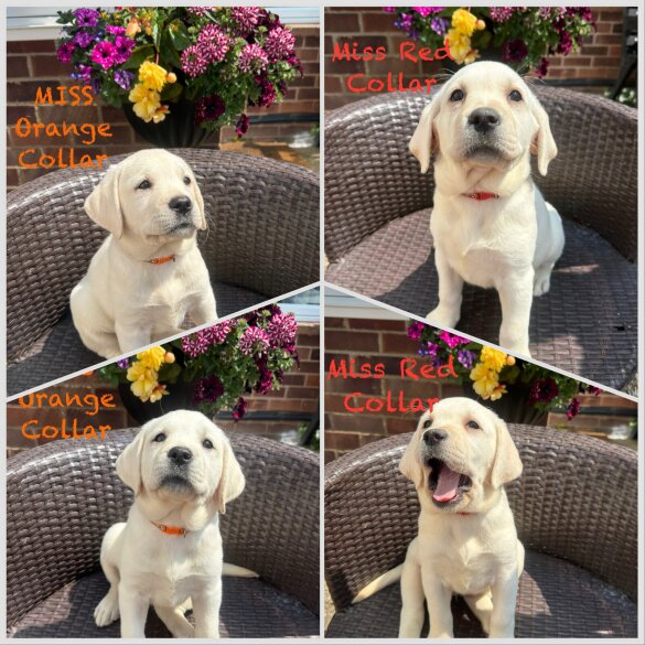 Labrador Retriever - Bitches