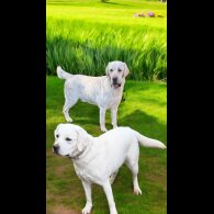Labrador Retriever - Bitches