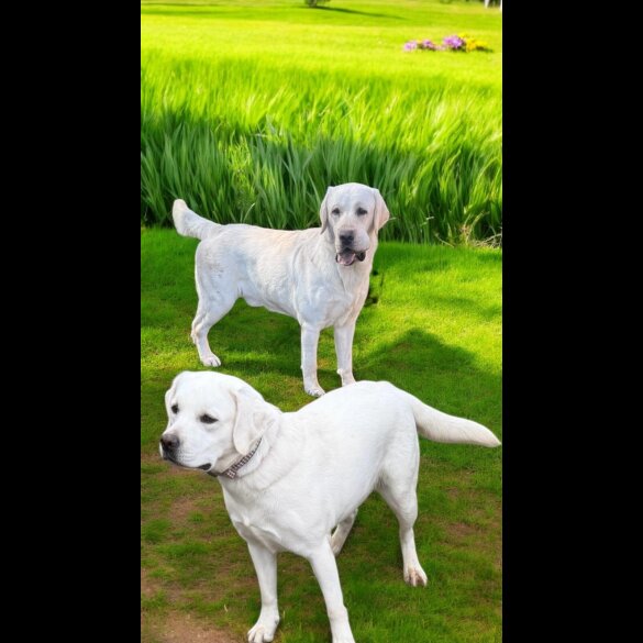 Labrador Retriever - Bitches
