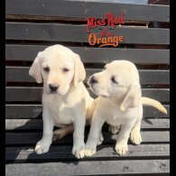 Labrador Retriever - Bitches