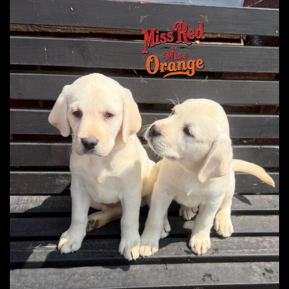 Labrador Retriever - Bitches