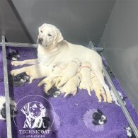 Labrador Retriever - Bitches