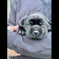 Labrador Retriever - Both