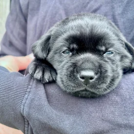 Labrador Retriever - Both