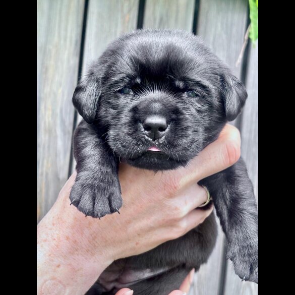 Labrador Retriever - Both