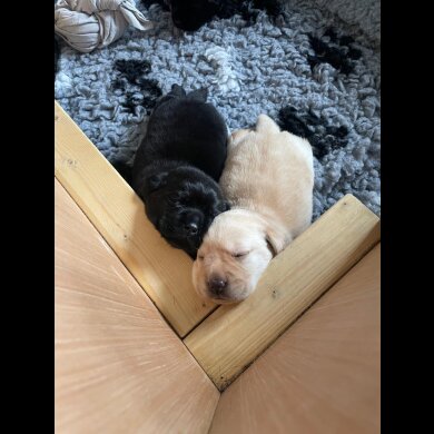 Labrador Retriever Sale Bingham Nottinghamshire Two Pedigree