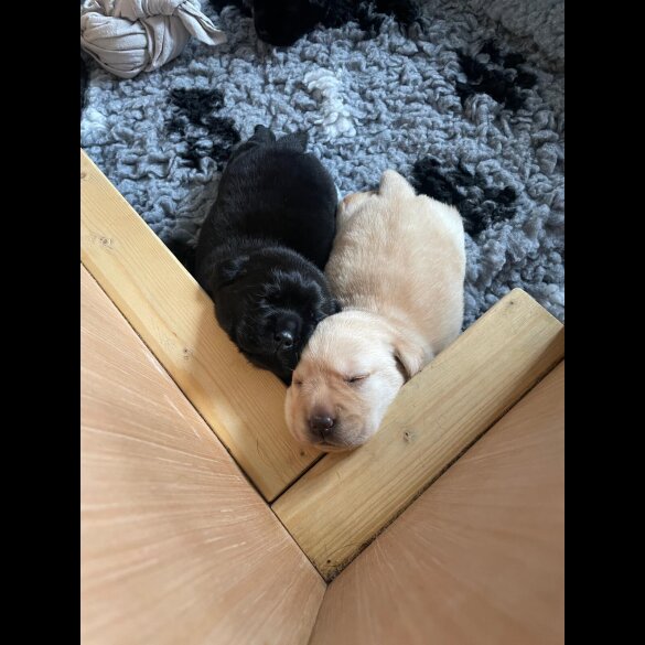 Labrador Retriever - Both