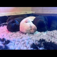Labrador Retriever - Both