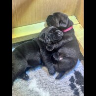 Labrador Retriever - Both