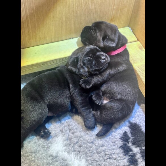 Labrador Retriever - Both