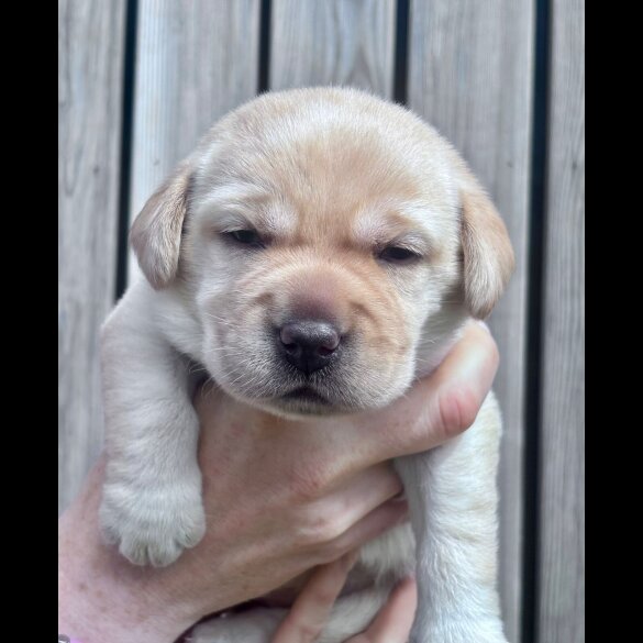 Labrador Retriever - Both