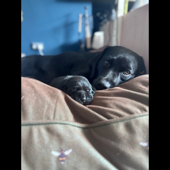 Labrador Retriever - Both