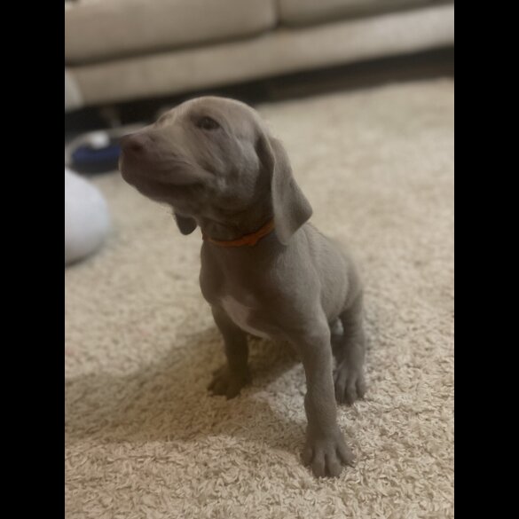 Weimaraner - Both