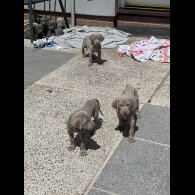 Weimaraner - Both