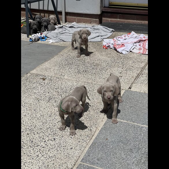 Weimaraner - Both