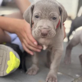 Weimaraner - Both
