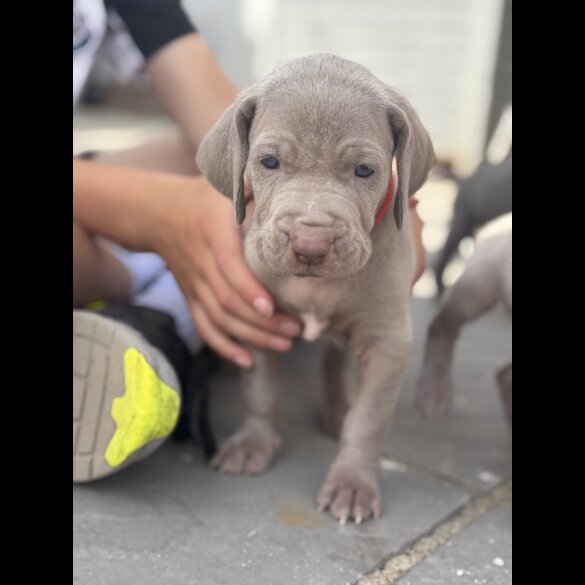 Weimaraner - Both