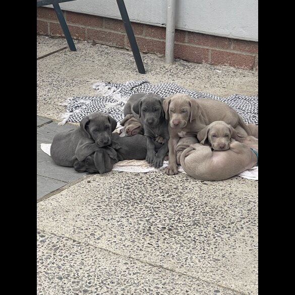 Weimaraner - Both
