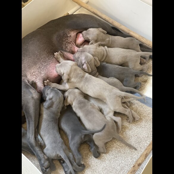 Weimaraner - Both