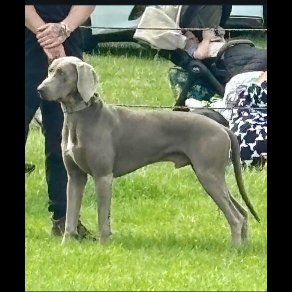 Weimaraner - Both