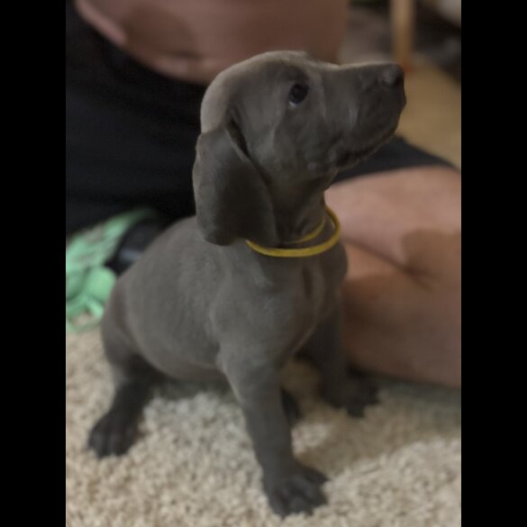Weimaraner - Both