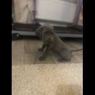Weimaraner - Both