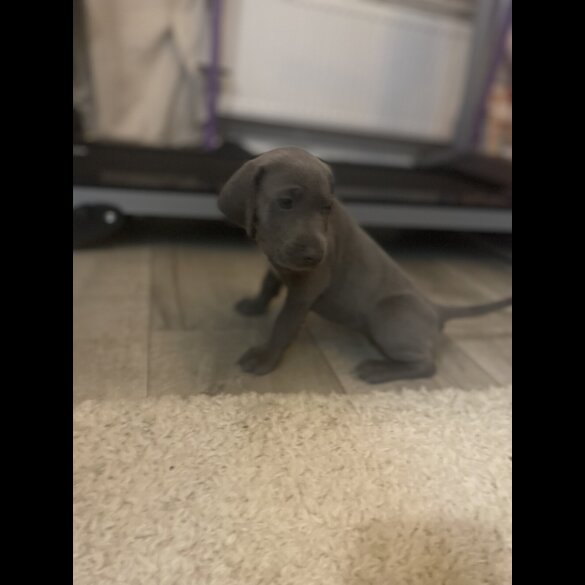 Weimaraner - Both